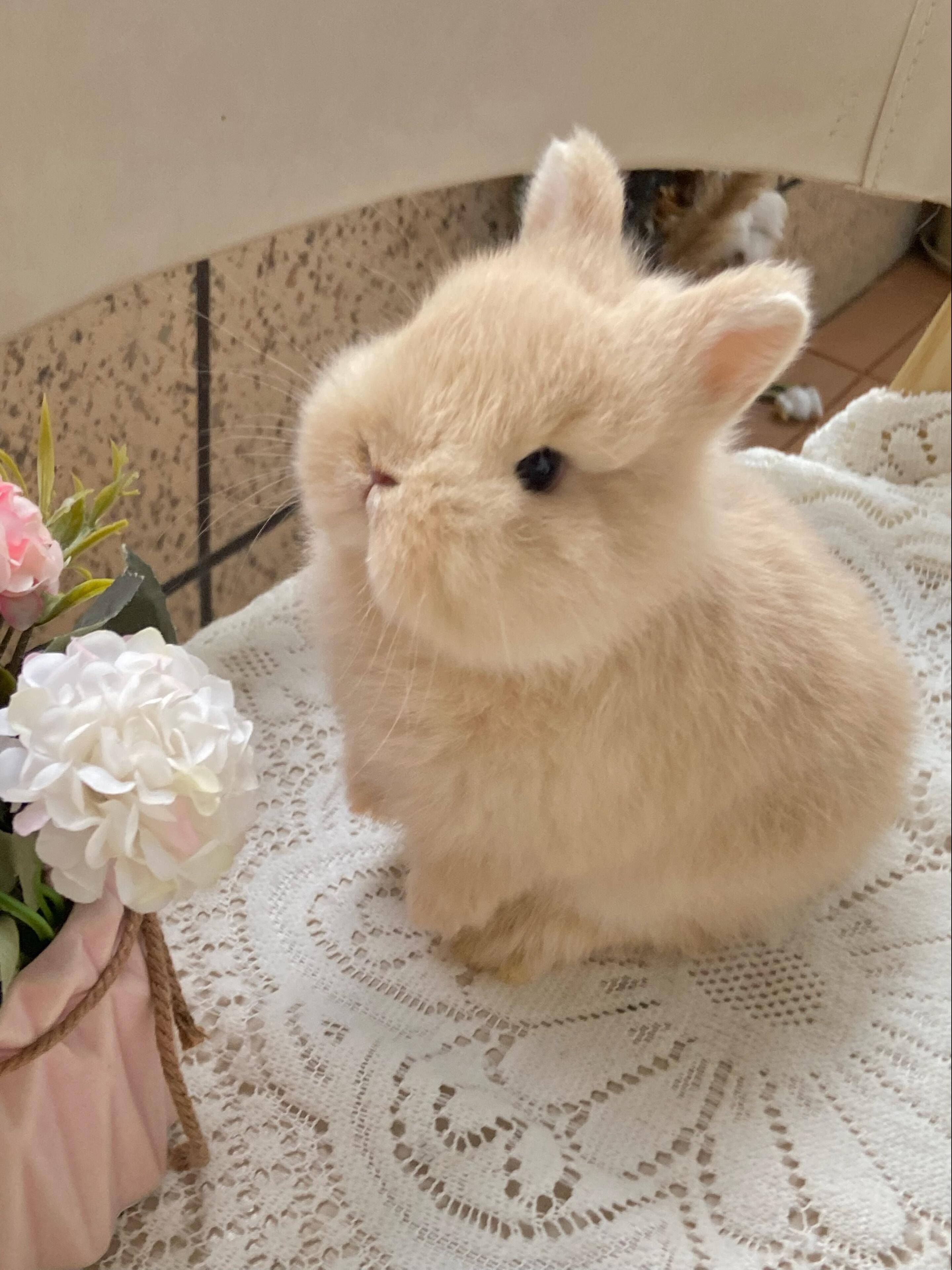 每日审兔积累萌宠🐰兔子