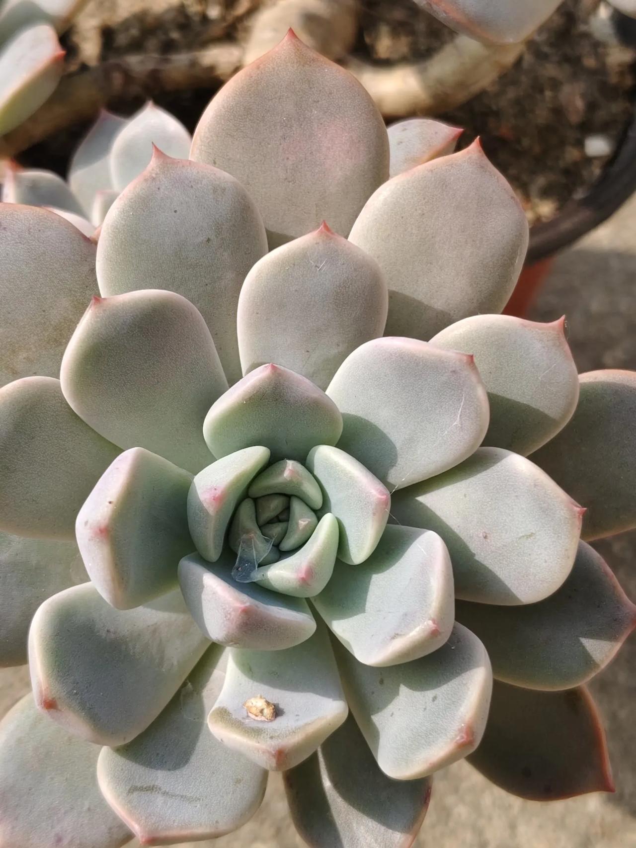 晒一晒多肉，在秋天最美。