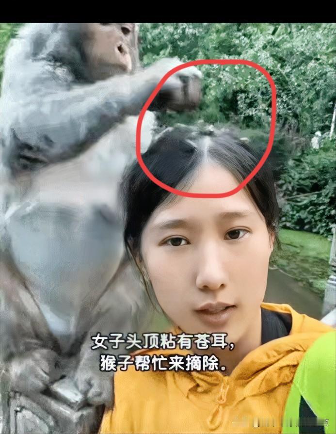 笑不活了，贵州，一女子在头发上粘了几颗苍耳，找到一旁的猴子求助，不料，猴子见状，