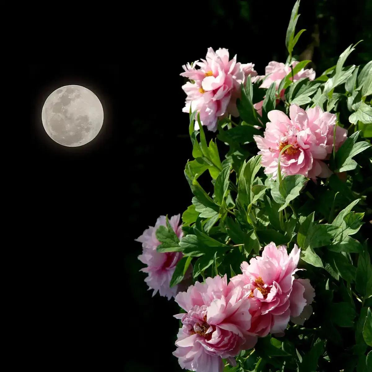 月朗风清人自醉，
山明水秀我心宽。
横批：《人自醉与我心宽》