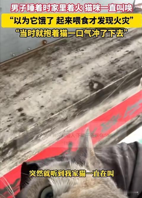 太有灵性了！广东，男子正在睡觉，猫咪却在旁边狂叫不止，男子不耐烦的拿来猫粮，却意