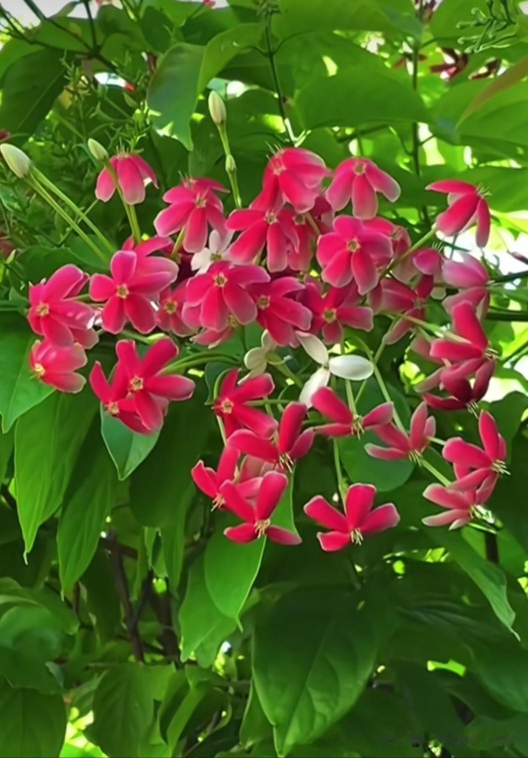 使君子，是夏秋季节常见的攀援灌木，花朵初开为白色，渐变为粉色，最终转为深红，一簇
