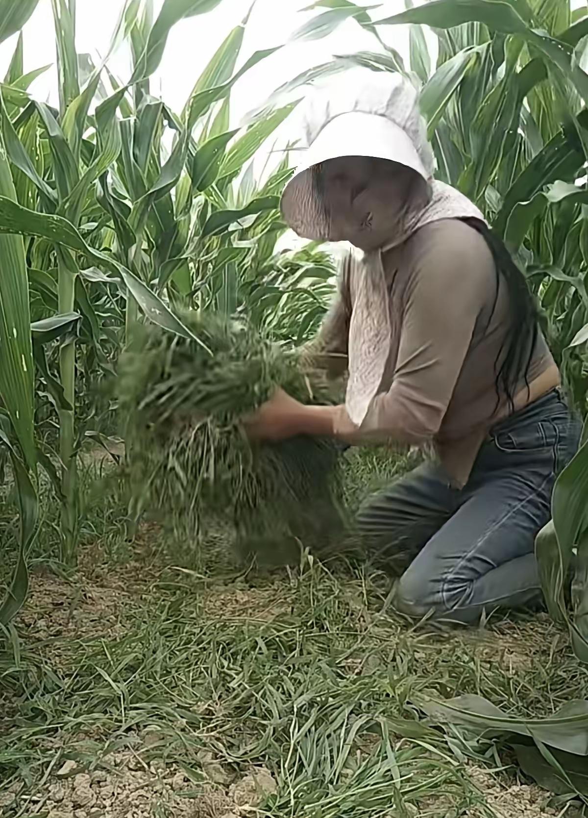 烈日当头照，
热汗周身冒。
田间除杂草，
农妇多勤劳。