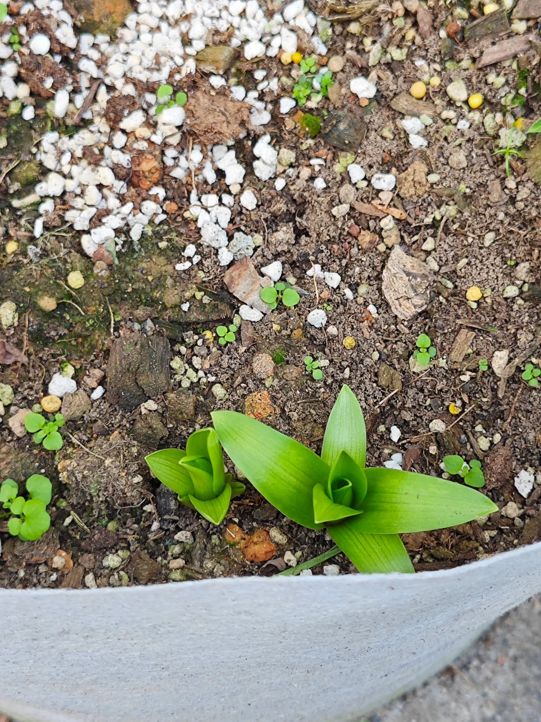 夏天开过花的百合，又发芽了？百合花的秋出叶