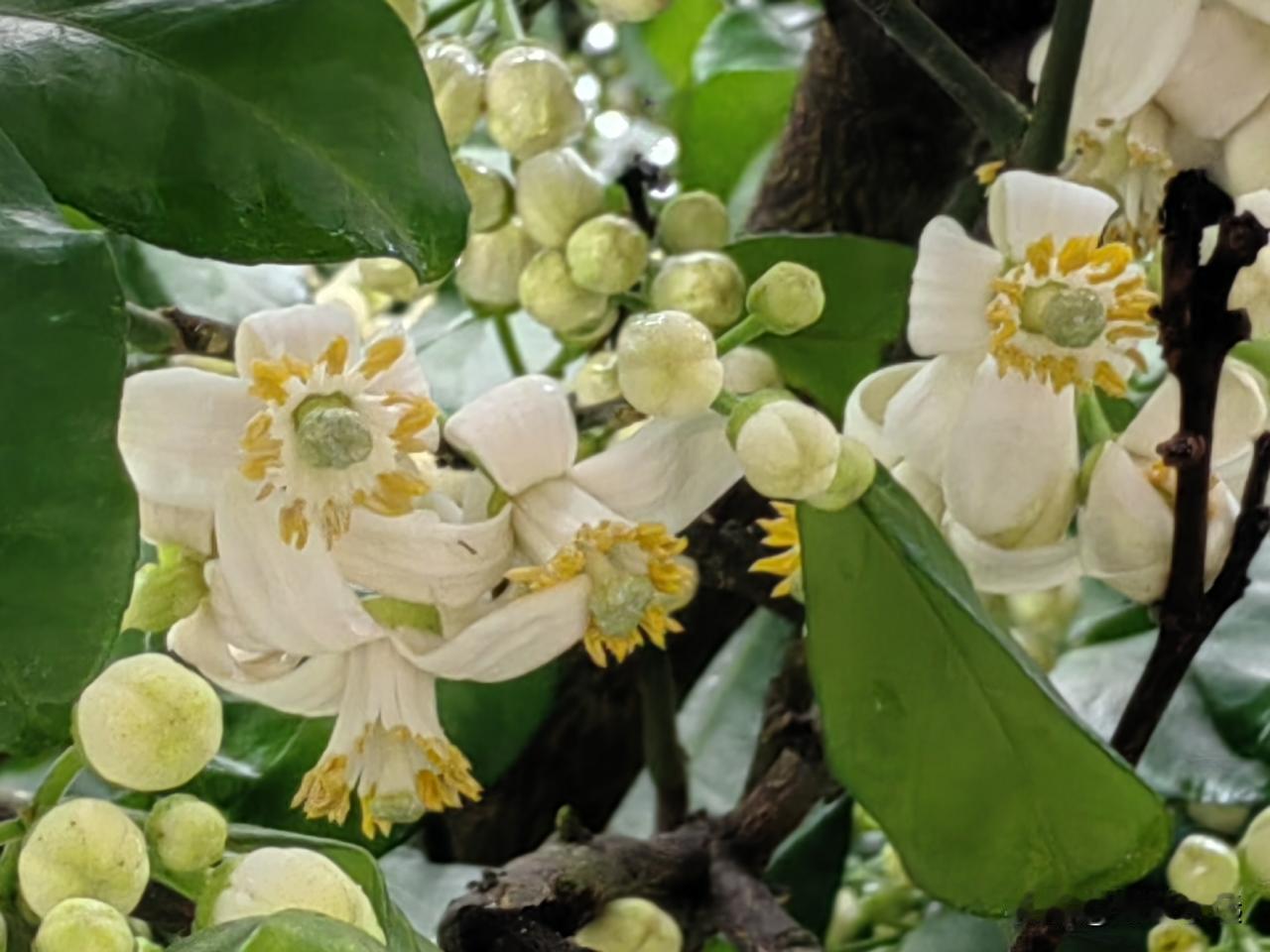 上午我在公园里漫步，空气中弥漫着橘子的花香味。我走近一看，雪白的橘子花绽放着，黄