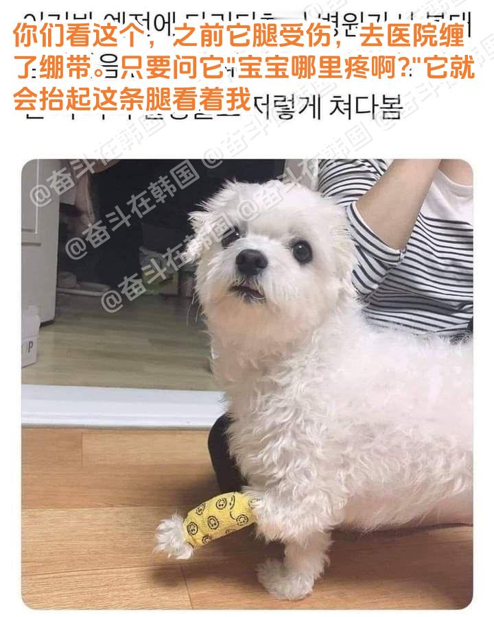 知道自己腿疼的小狗~ 海外新鲜事 热点现场