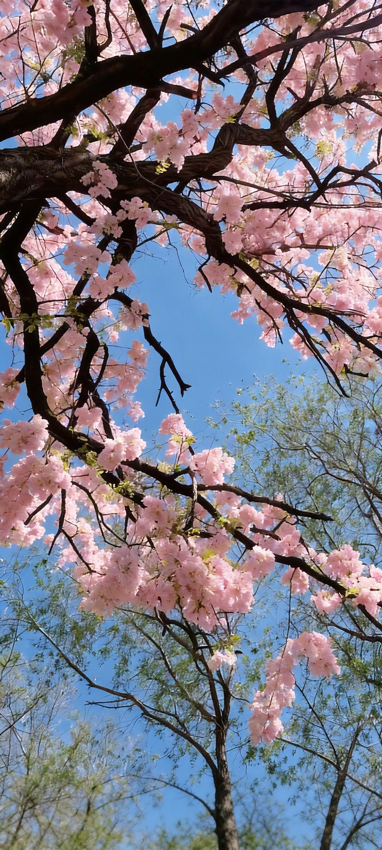 每日精选高清醉美壁纸【728期】 ‖等你等到高原的花儿都开了。

晒晒你相册里的