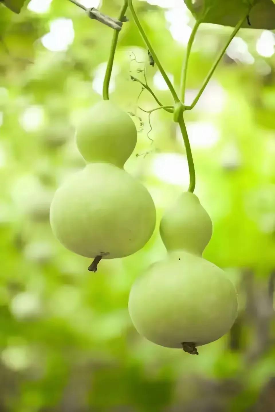 刀郎老师的确才华横溢，音乐素质超强，对中国民间乐器的理解非同一般！这从他在这首<