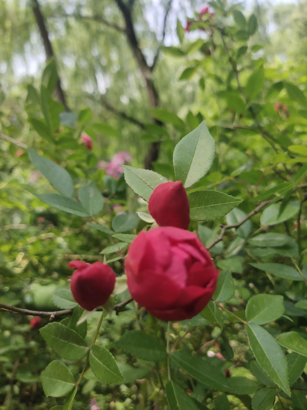 公园就是个宝藏地，五颜六色的花儿简直是最亮丽的风景线！花丛中，蝴蝶在翩翩起舞，蜜