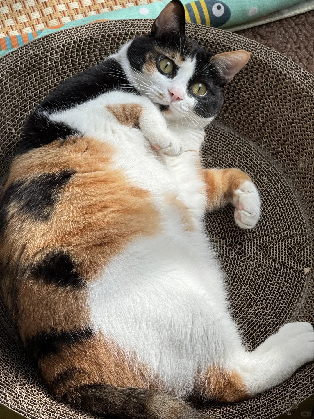 叫一声胖猫猫也没人反对吧