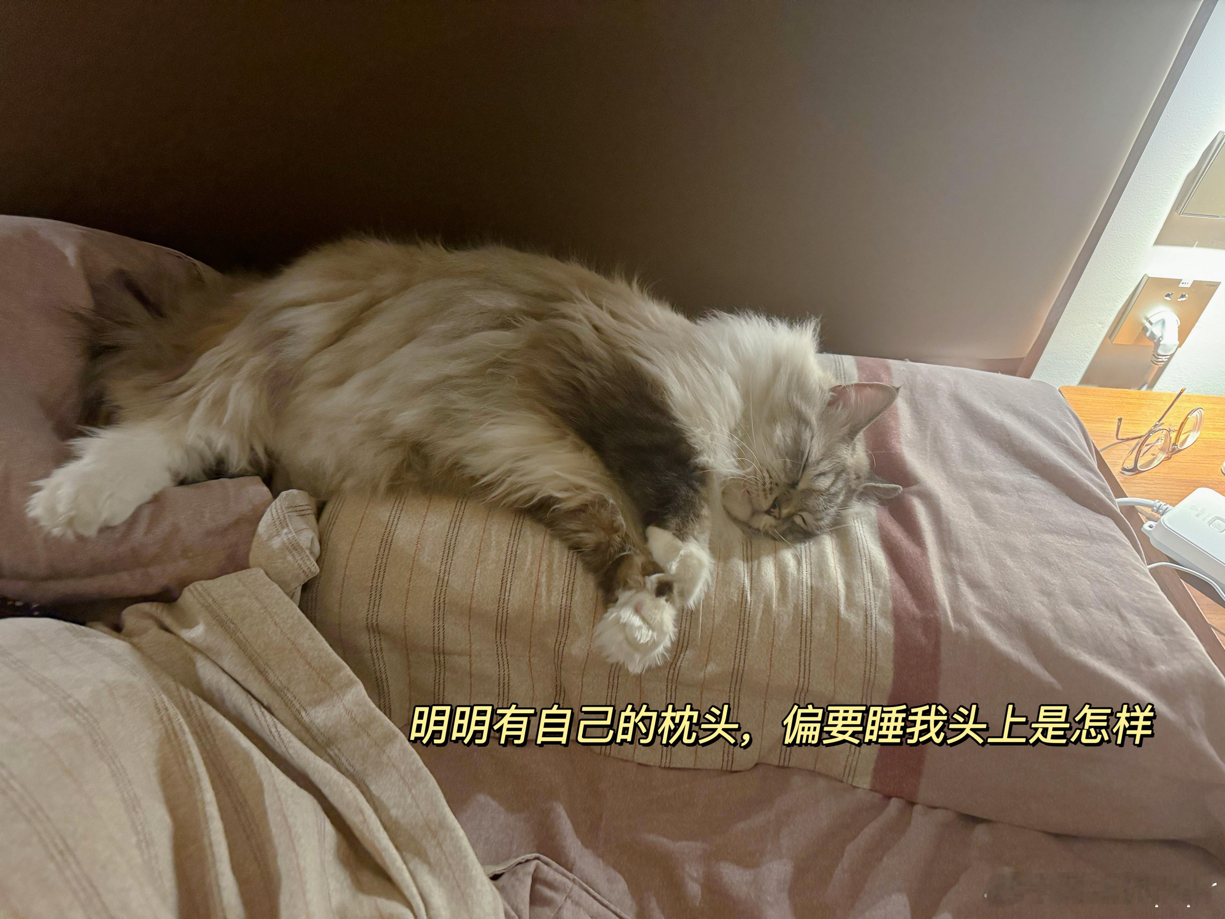太离谱了，早上脖子酸痛地醒来，原来小猫每天晚上硬要和我挤同一个枕头睡，他轻我重，