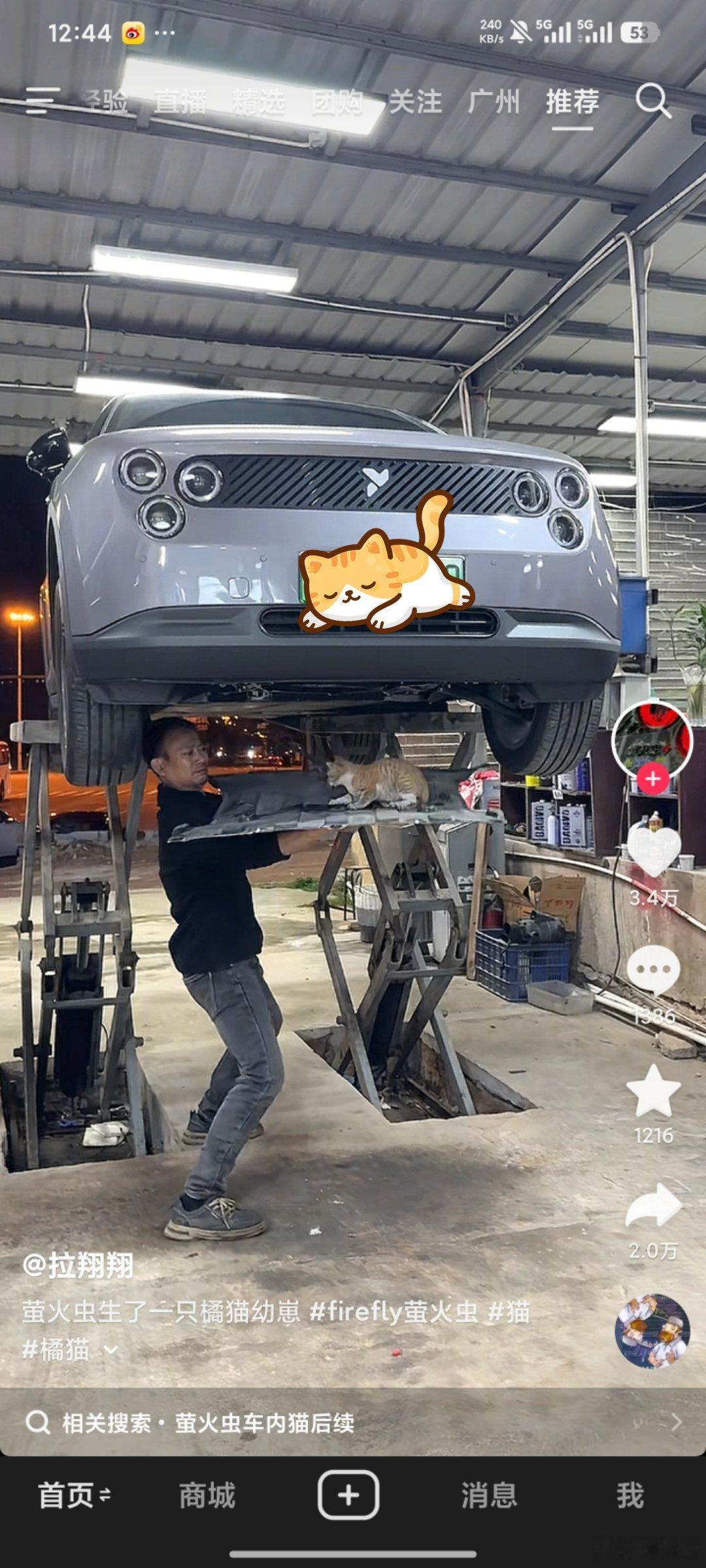 萤火虫生了一只小猫。。。 