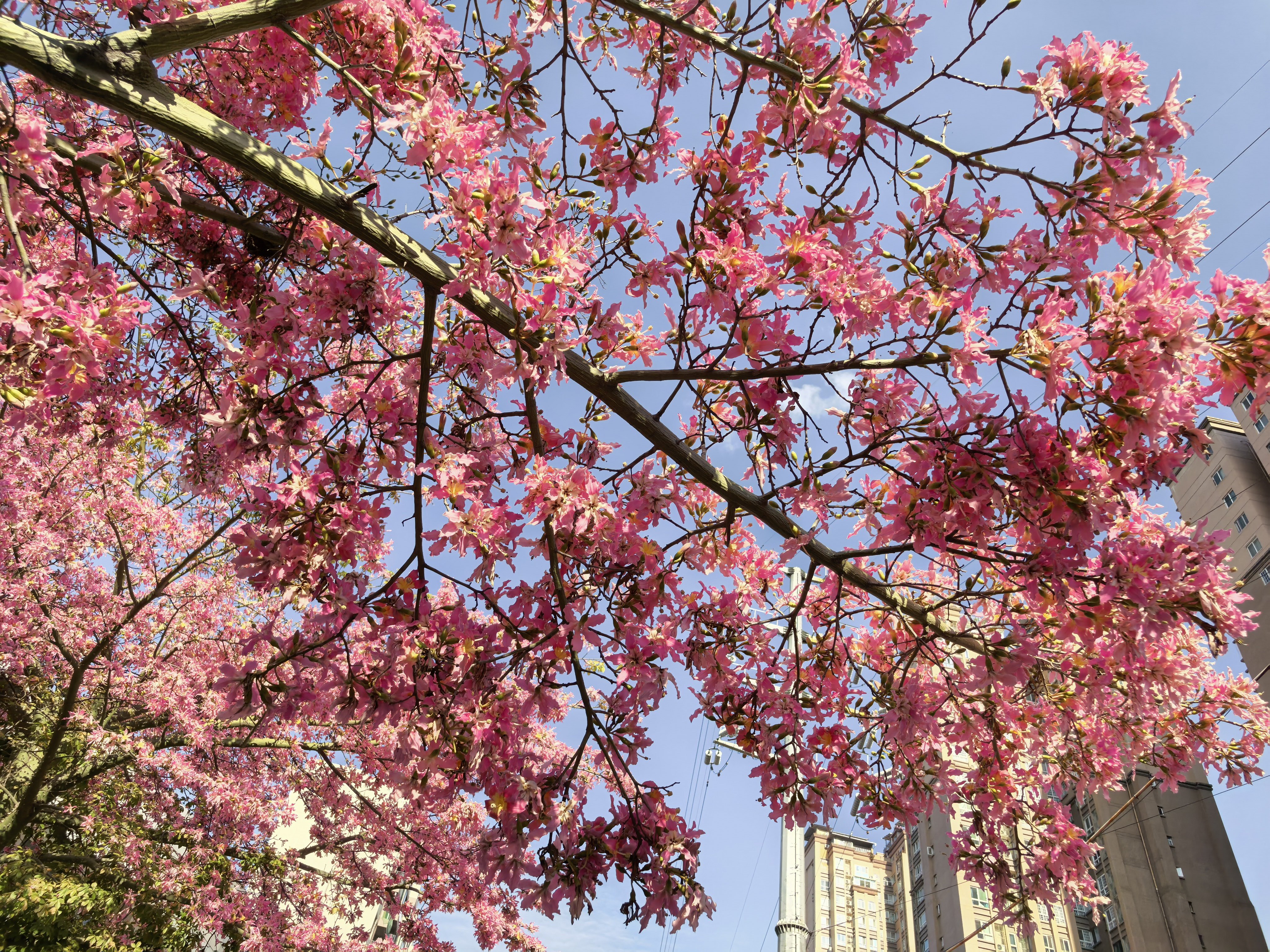 今天在路边拍视频，被粉丝抓包了，还是巴铁的粉丝