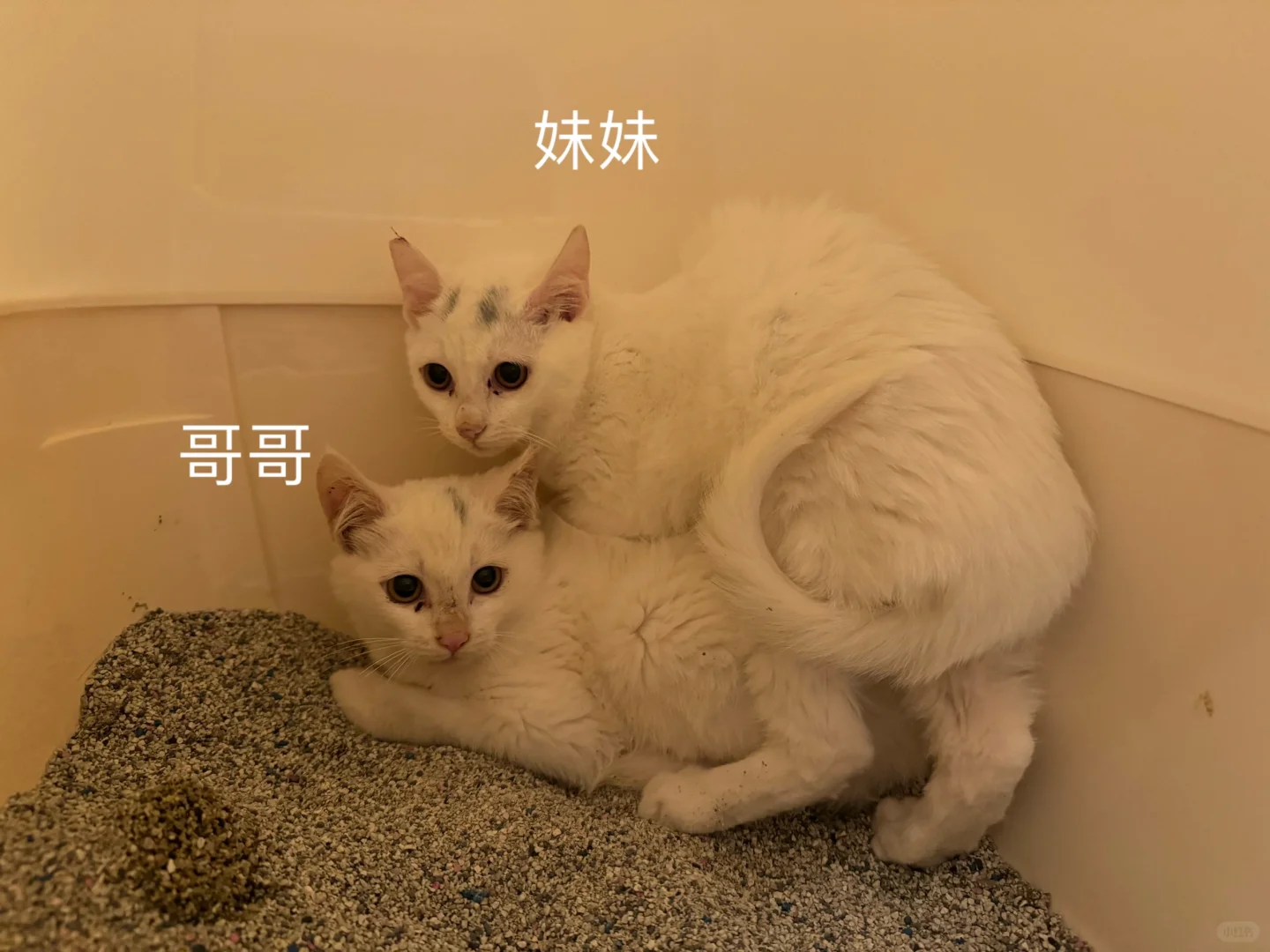 今天真是累惨了，送走桃桃之后去安了猫见愁