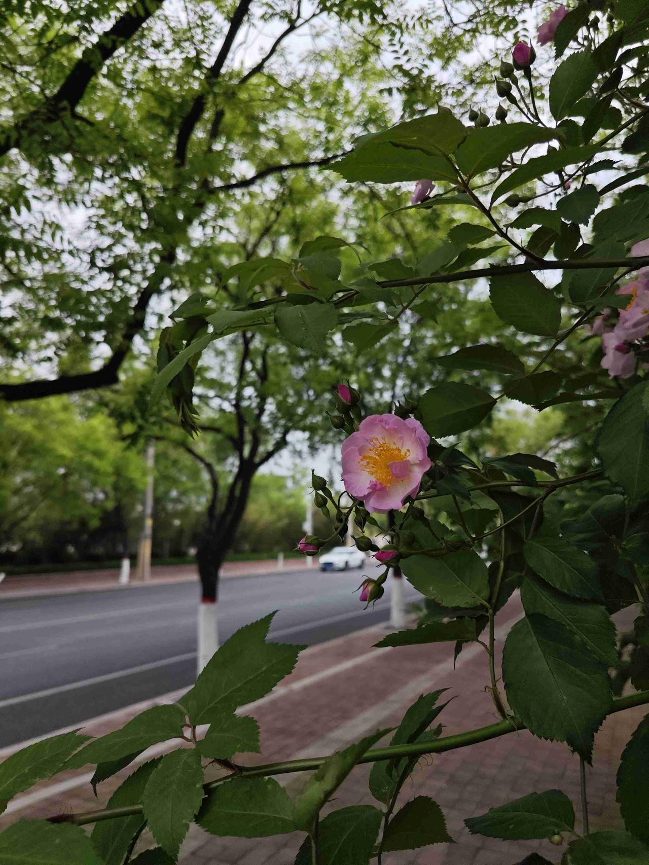 青岛，五一期间的气温一直稳定在12℃～22℃之间。
虽昨日下了点小雨，但并不影响