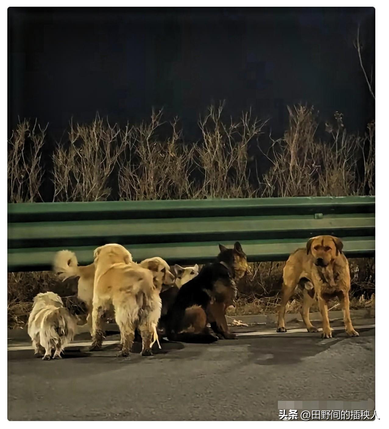 长春这事儿真神了！
7条狗，在车流滚滚的城市里，横跨17公里全须全尾自己走回了家