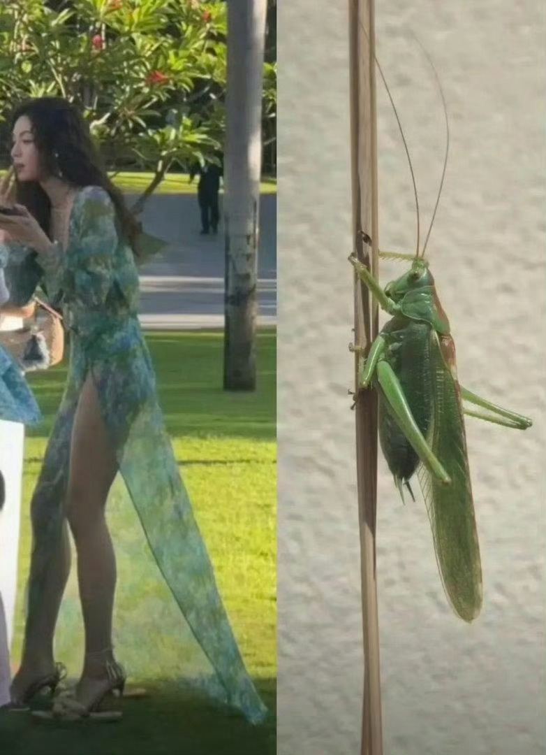 这裙子的设计灵感是这样来的吗？