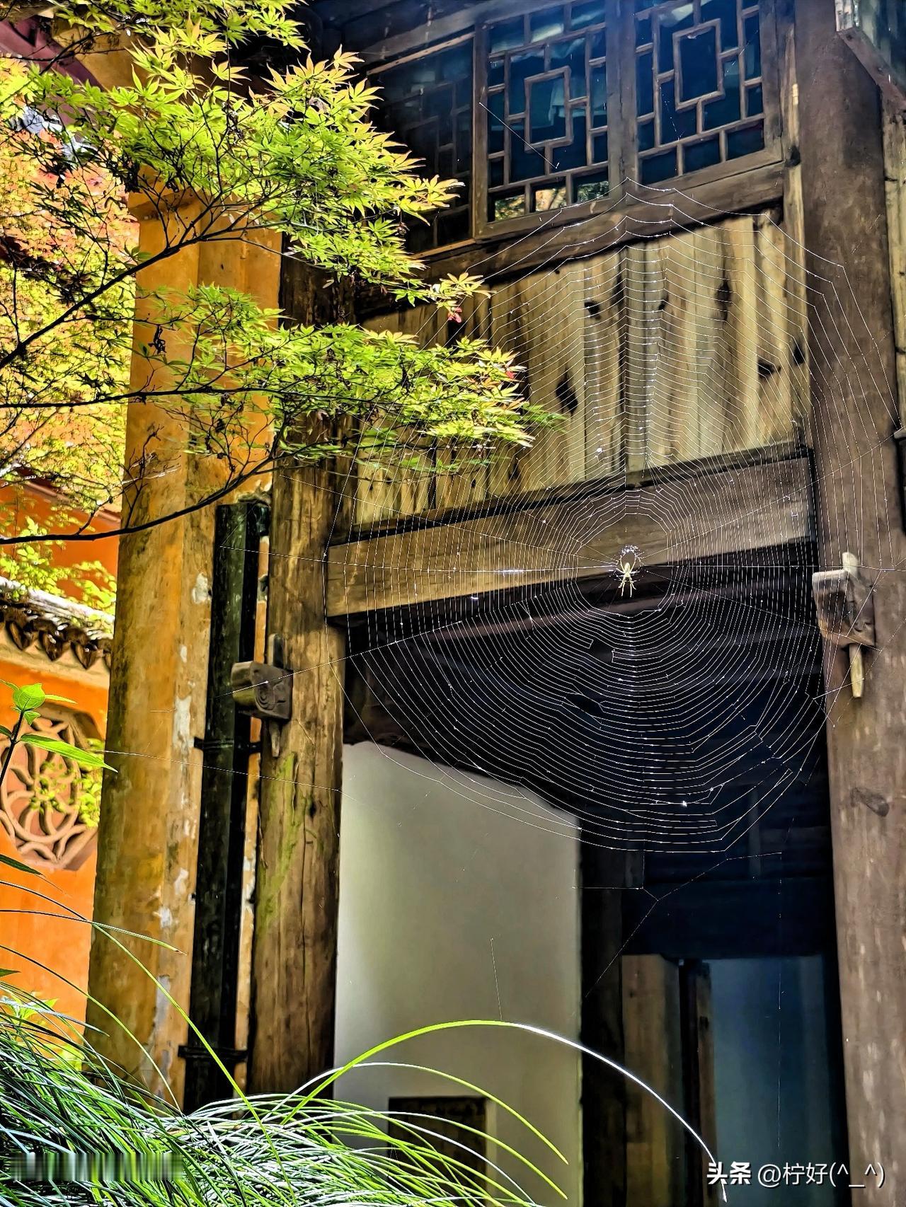 这张照片，是我去年在国清寺拍下的。
横梁上一只小小的蜘蛛，悠闲的躺在蛛网上，下方