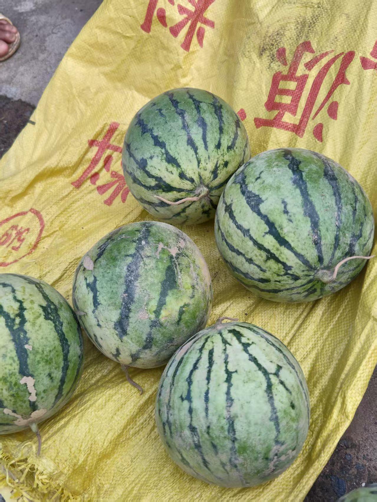 我们老家街上的西瓜1元一斤，小小的一个，而旁边这个绿枣1.5元一斤，不怎么甜，我