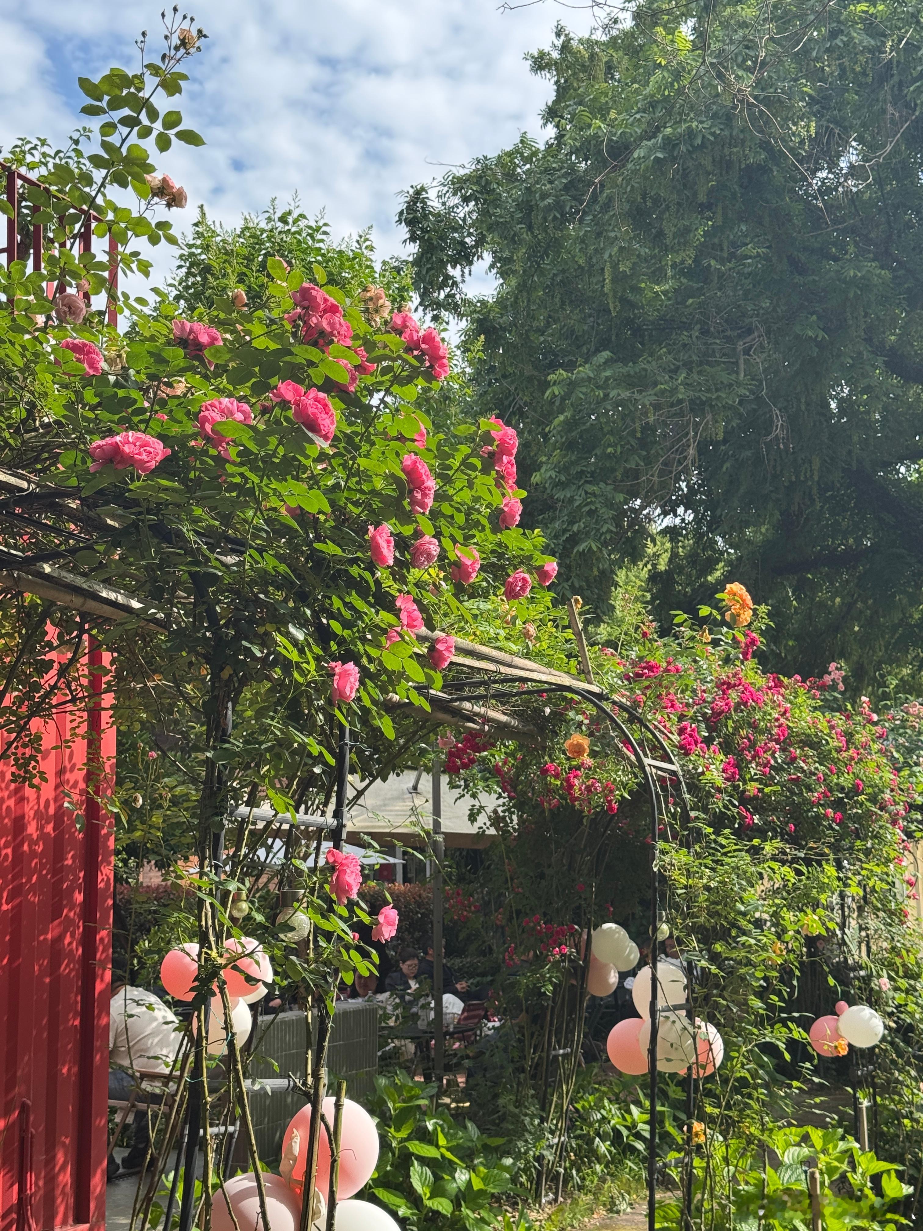 美丽花花 