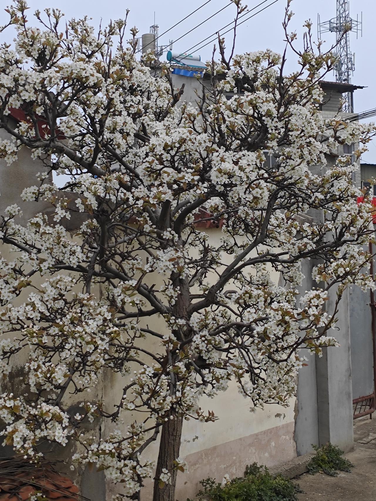 中小学校长都是从优秀教师中提拔的吗？这个问题确实触及了中小学管理中的一个核心现象