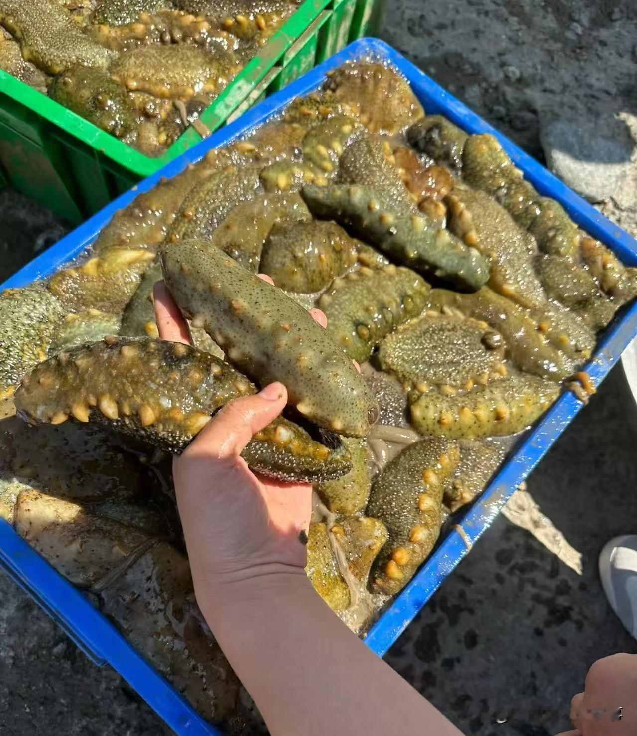 超市又开始促销海参了。
提前预订
20斤以上39元一斤
50斤以上38元一斤
只