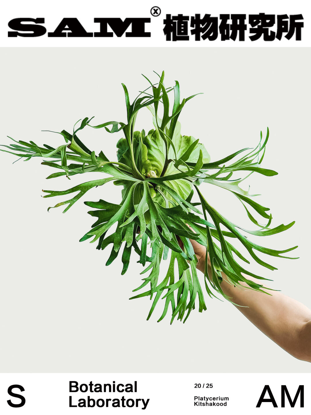 亚皇鹿角蕨｜Platycerium Kitshakood