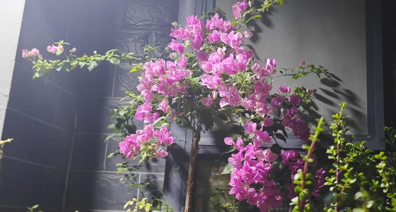 每天从邻居家门口过，看着她满园的花，心情不自主的就好了起来，当微风一吹，散落的头