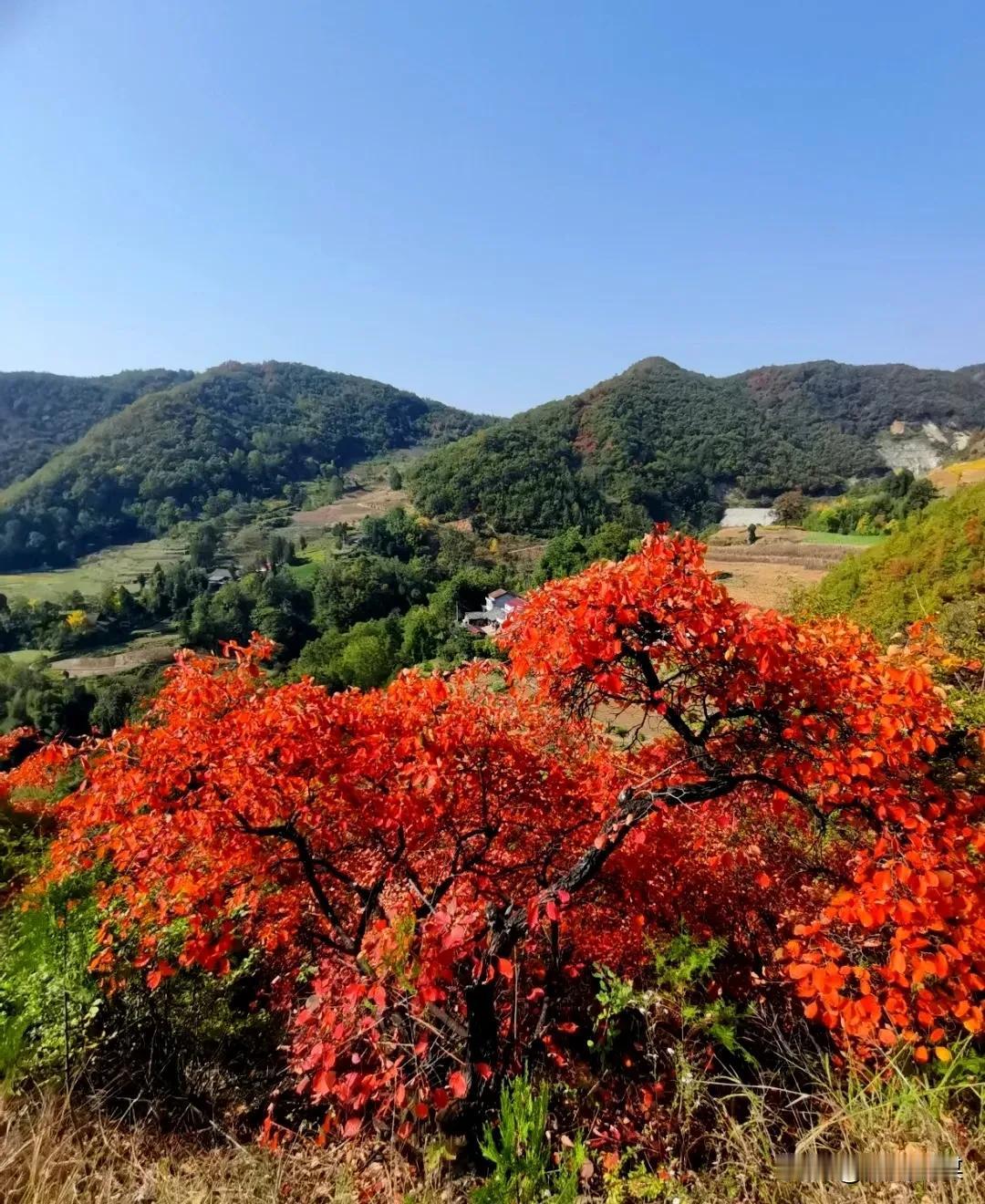 近日，秦岭南麓的盘龙山黄栌红叶开始变得火红且鲜艳，仿佛是大自然特意为秋天点燃的一