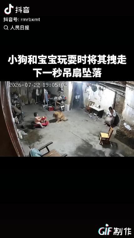 上人民日报了。广东河源，一宝宝在和金毛玩耍，突然金毛叼起扭扭车的绳子，拉扯着骑着