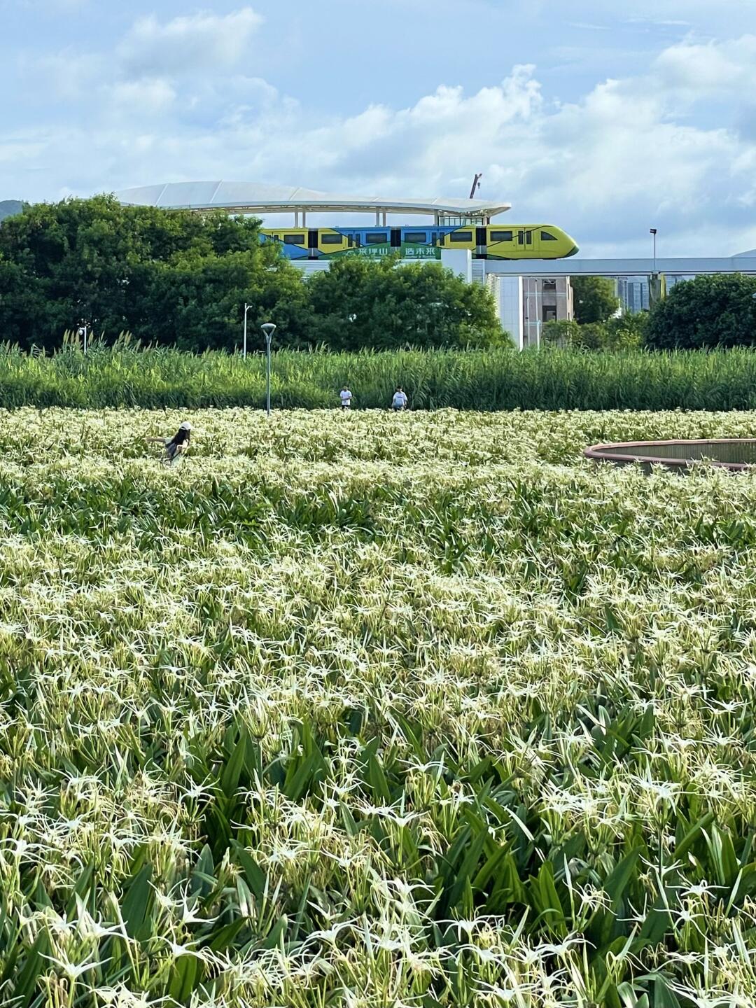 在深圳拍到了空中巴士下的花海！（live版）