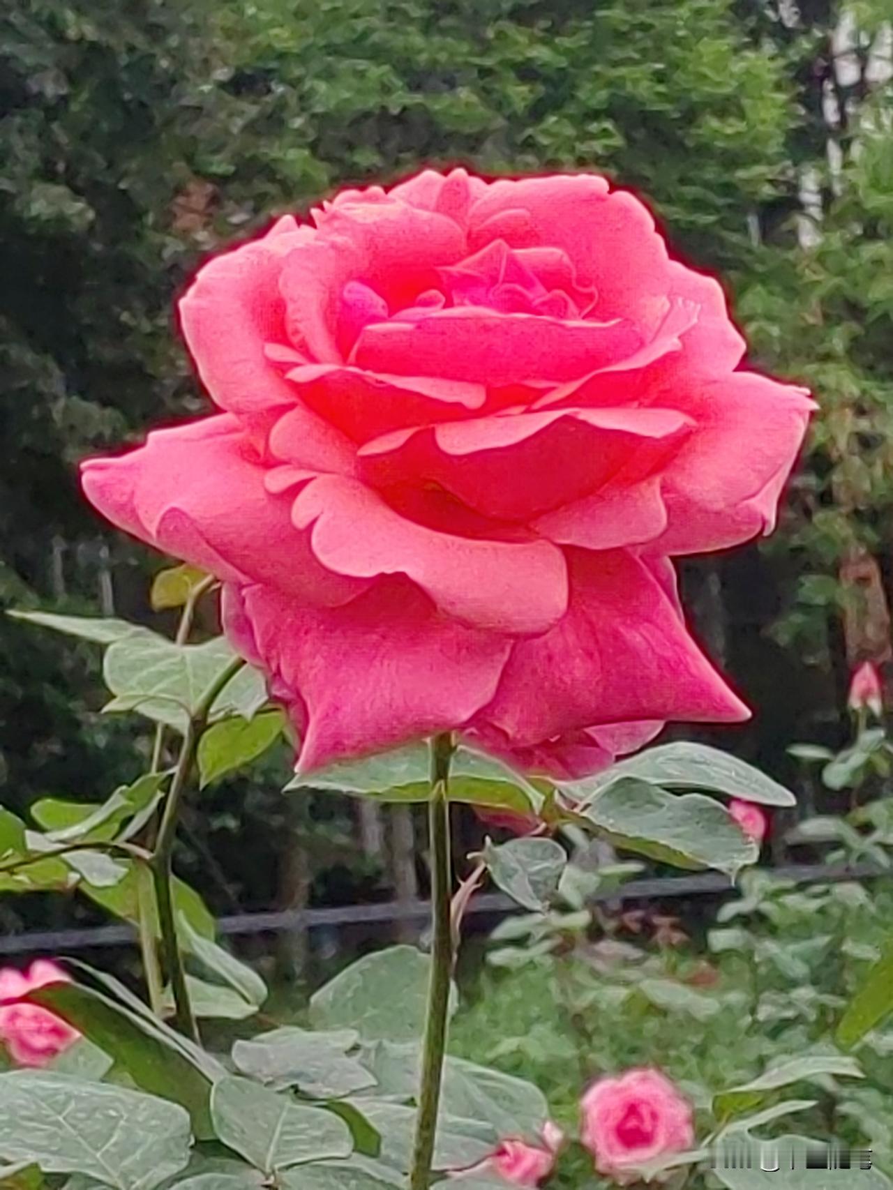 人，最可贵的是真诚。

就因为“真诚”可贵，不是所有人都配得上的。

强者遇到真