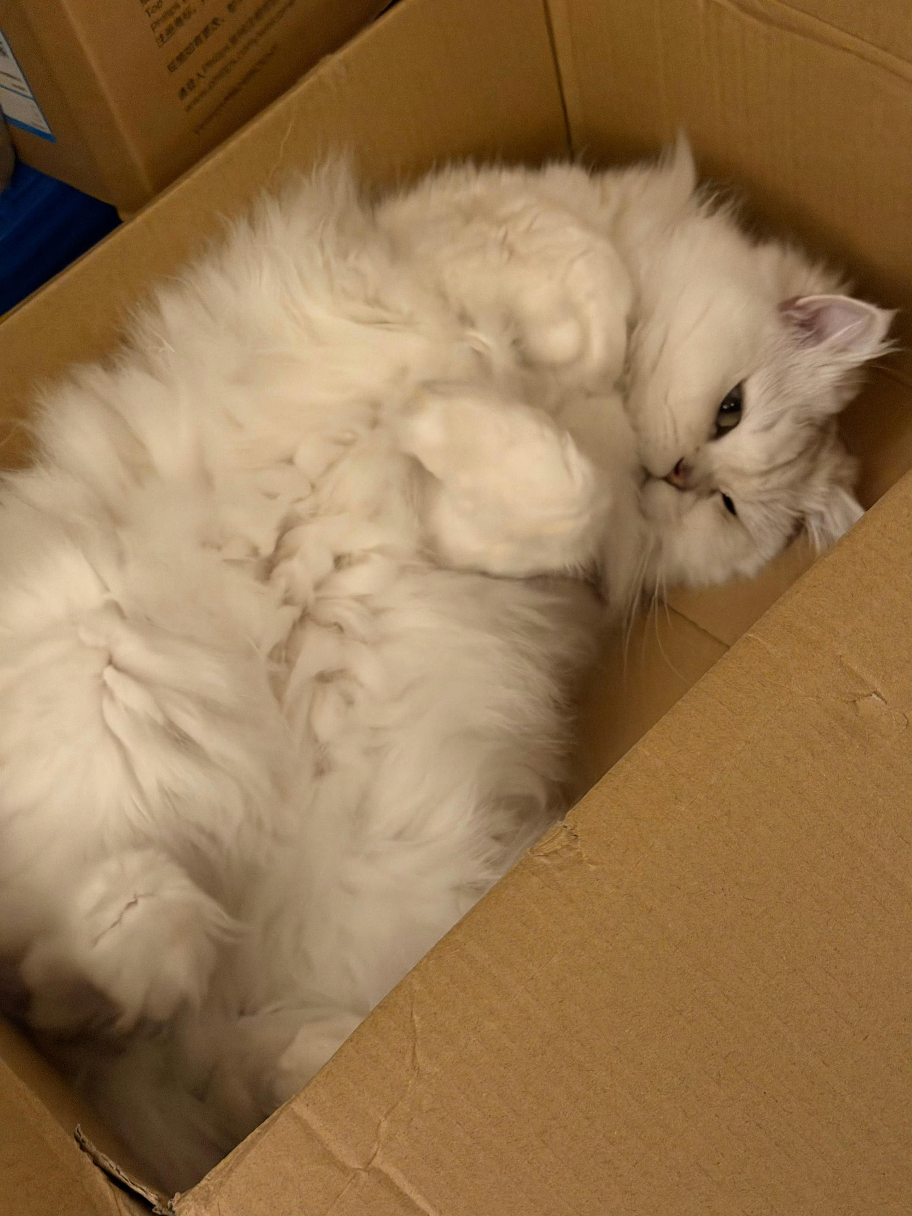 可爱猫猫今天有没有收看电竞春晚呀电竞人的年味看pel春晚