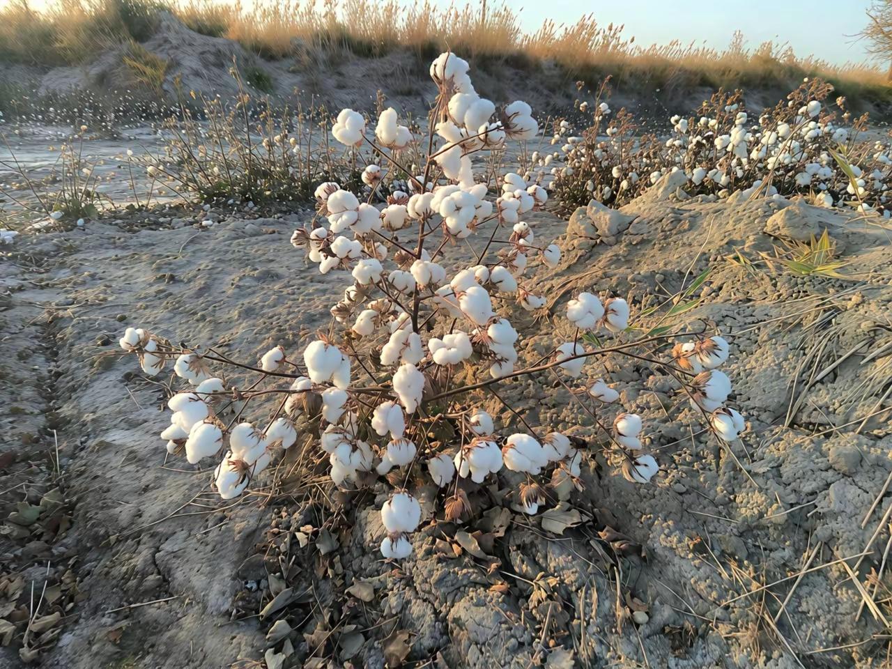 春种，夏长，秋收。这个花的生长过程，就是这样。
秋是丰收的季节，这个花既是重要的