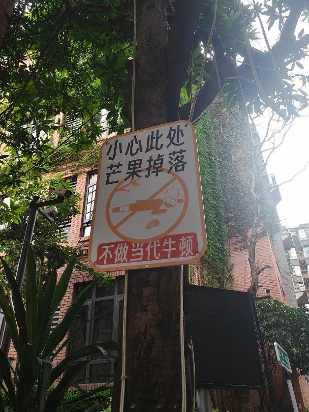 天上不会掉馅饼但会掉芒果🥭还好绿化带种的是芒果而不是榴莲生活碎碎念我的精神状态