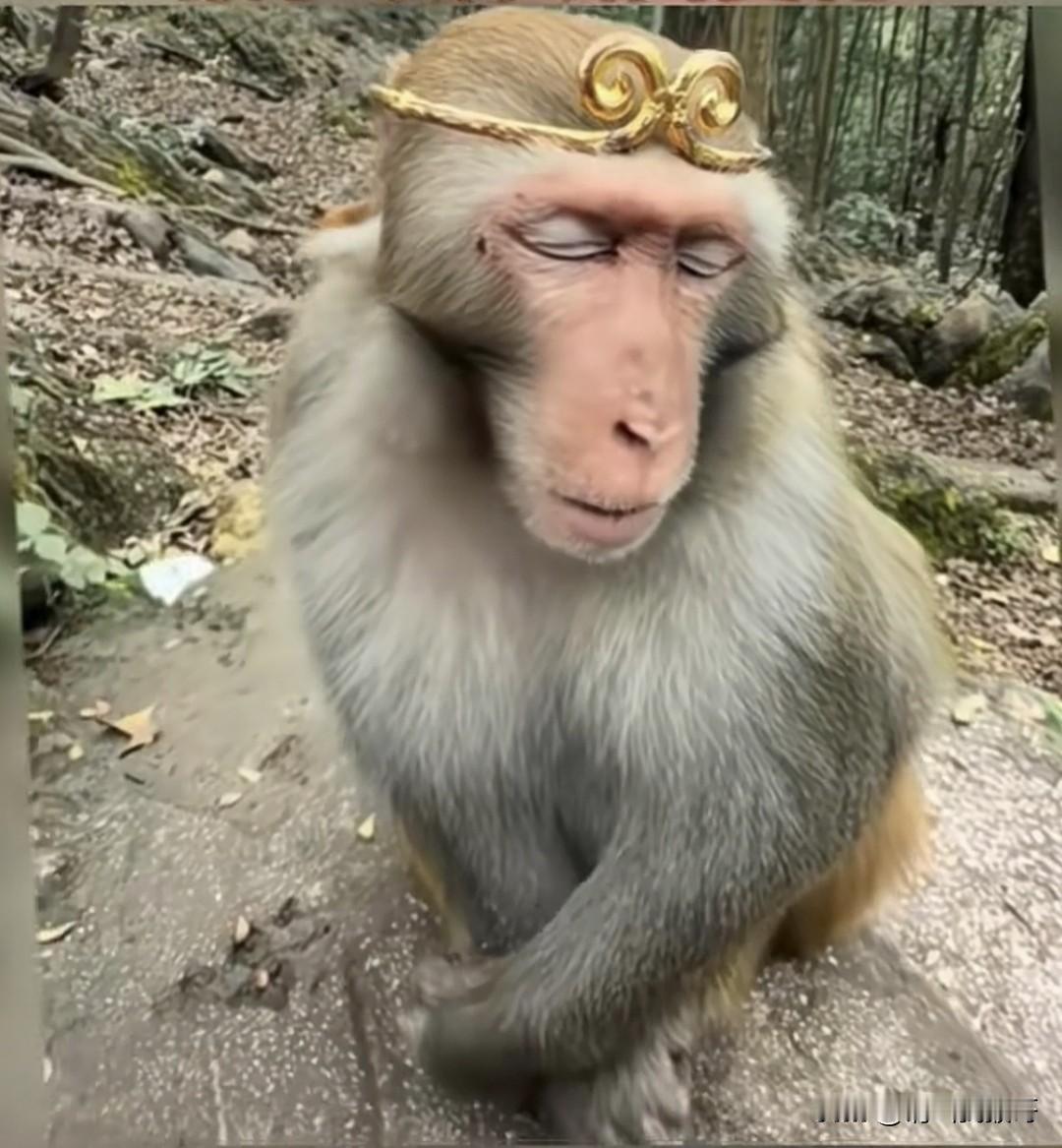 哪怕过了1800多年
猴子对金箍的恐惧依然刻在骨子里