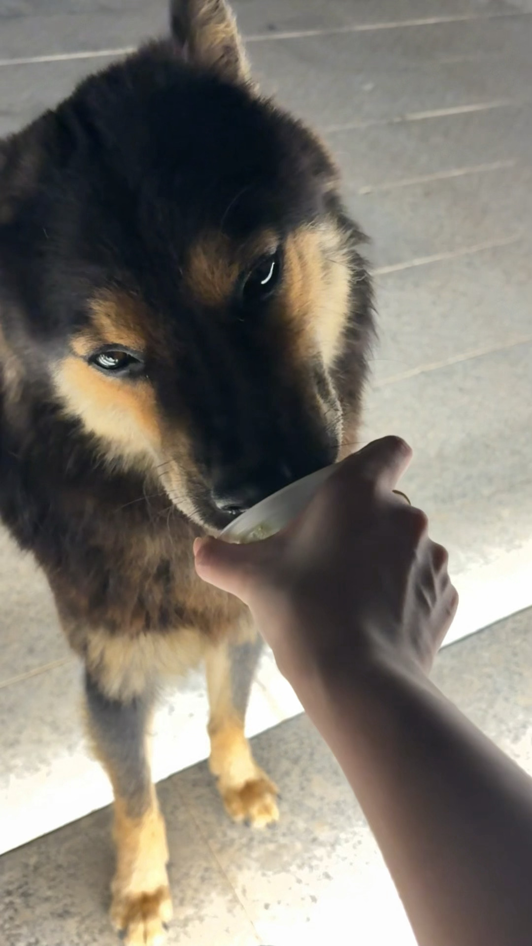 人，你依然可以看小狗吃播 