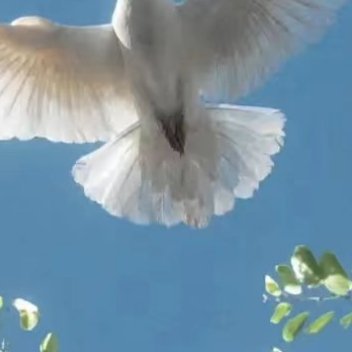 每日一善 🌱日行一善 🌲每日一善 有追求，这样我们才会有活下去的动力。有梦在