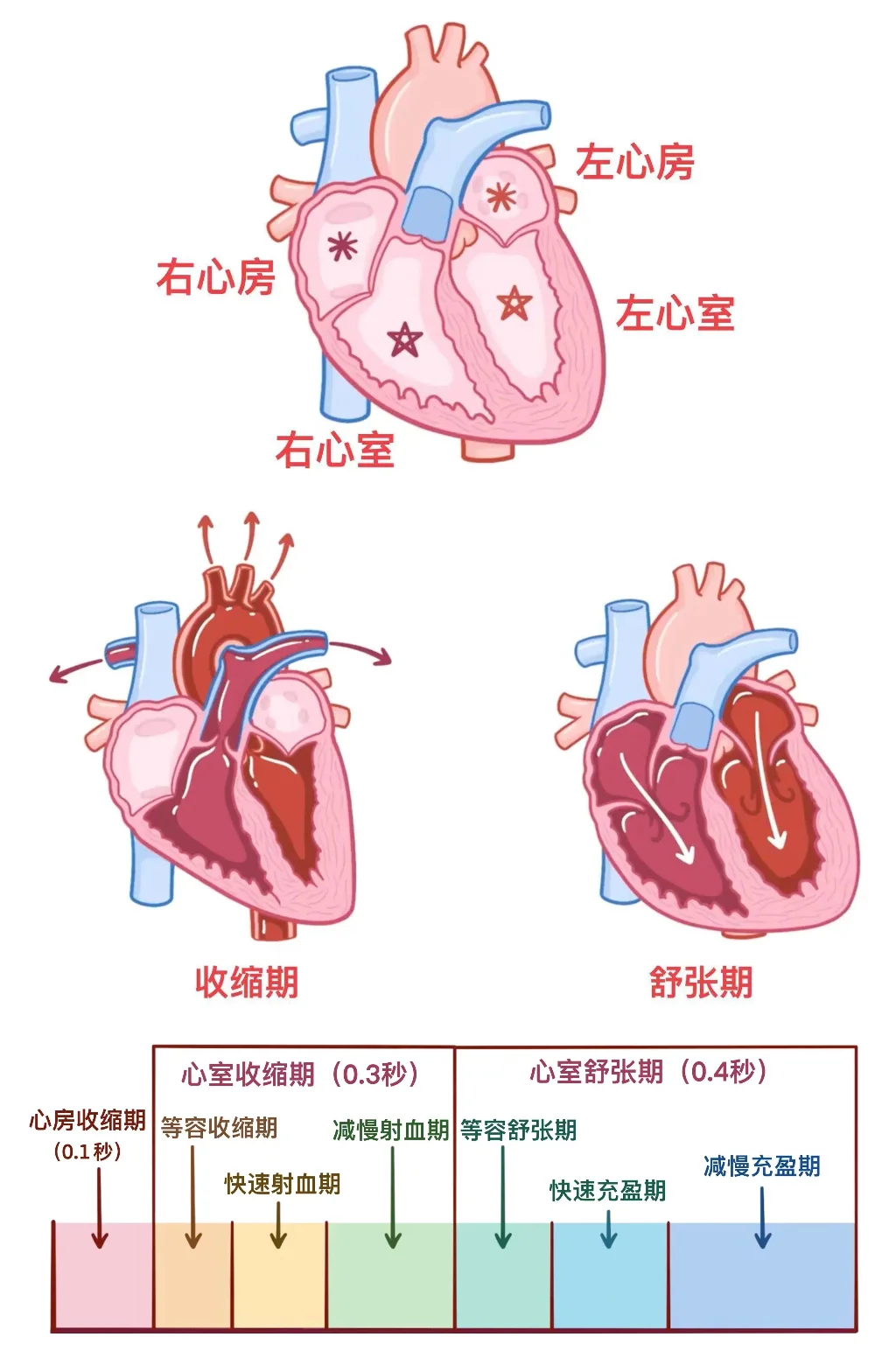 舒张期｜收缩期