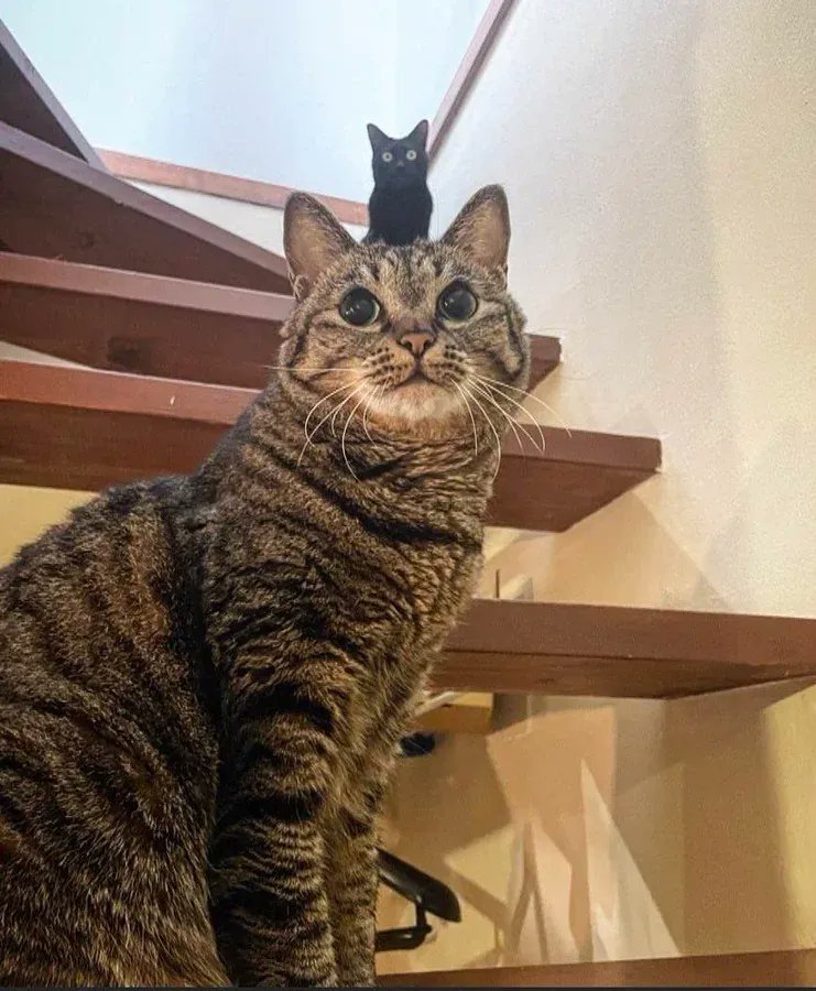 猫猫头 ​​​
