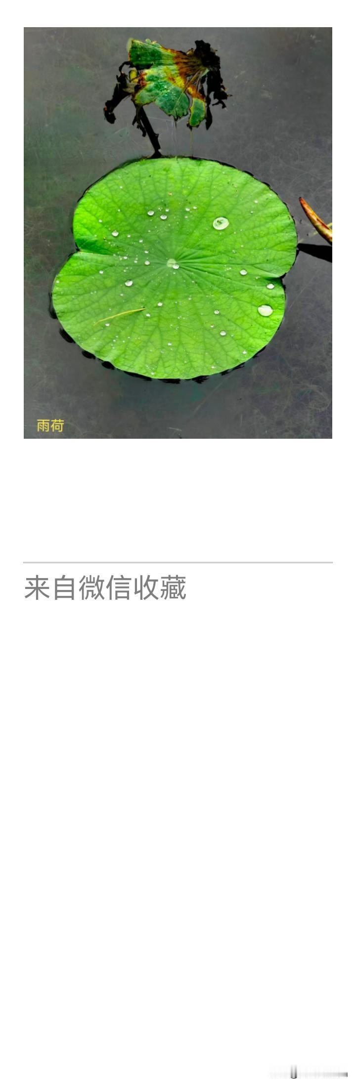 《老乐美拍·雨荷》

新荷凝露绽，
枯影倚波斜。
一叶观兴替，
流年续岁华。
2
