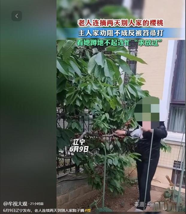 太无奈了。辽宁，一老太连续两天到别人家院子摘樱桃，这主人家发现后就上前劝阻，不料