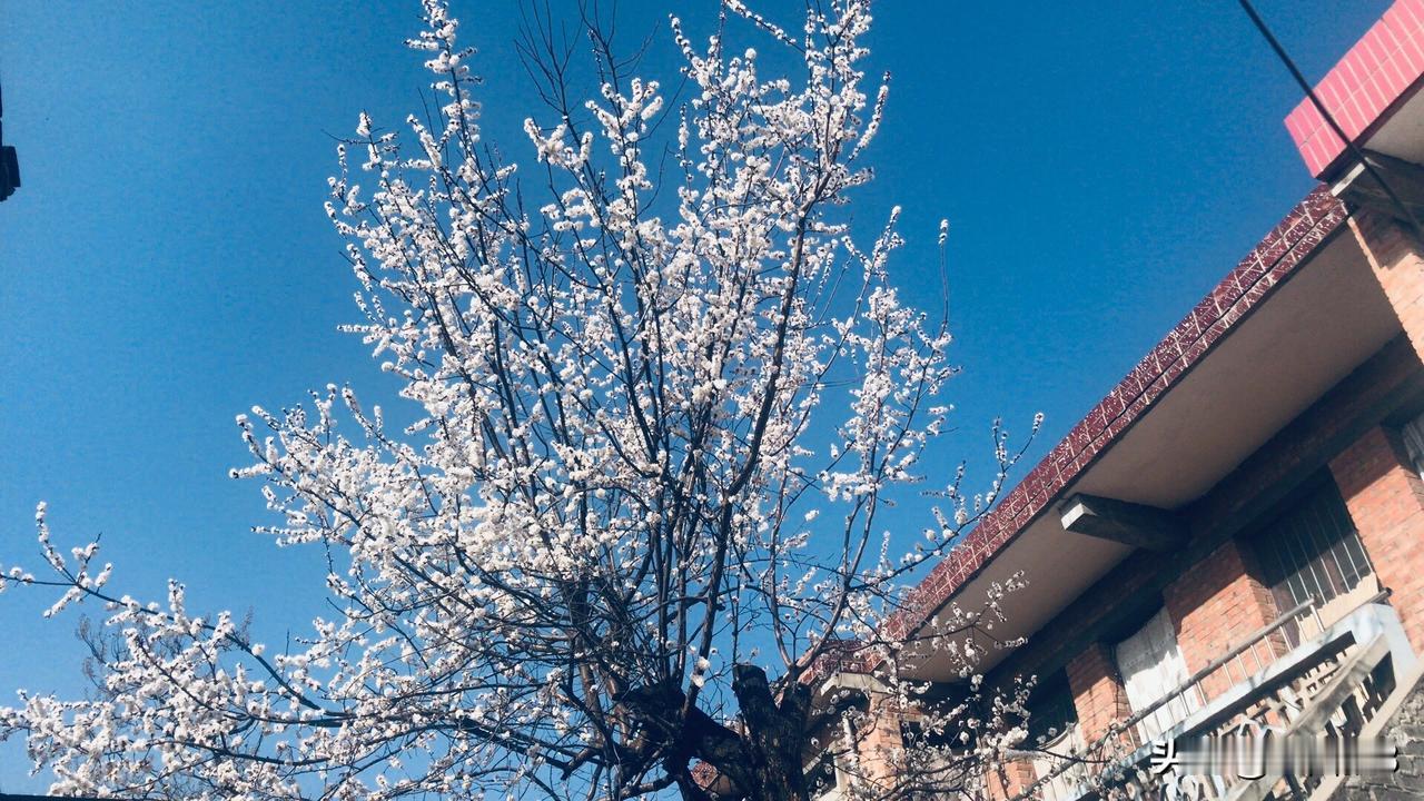 《老家的杏树》
        早在正月还没结束的时候，家里的杏树就开始起花苞了