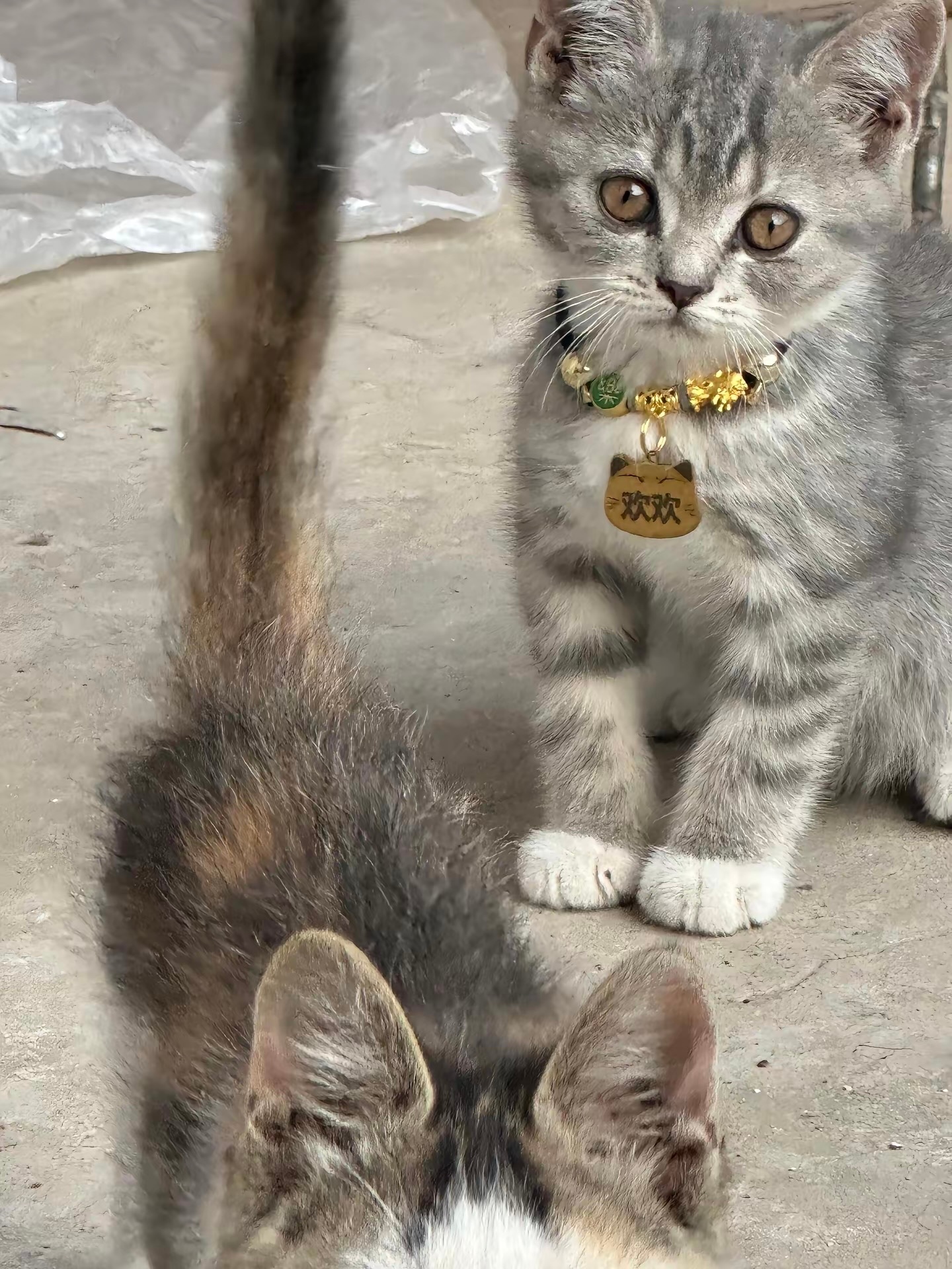 全网寻找一只叫欢欢的猫咪
