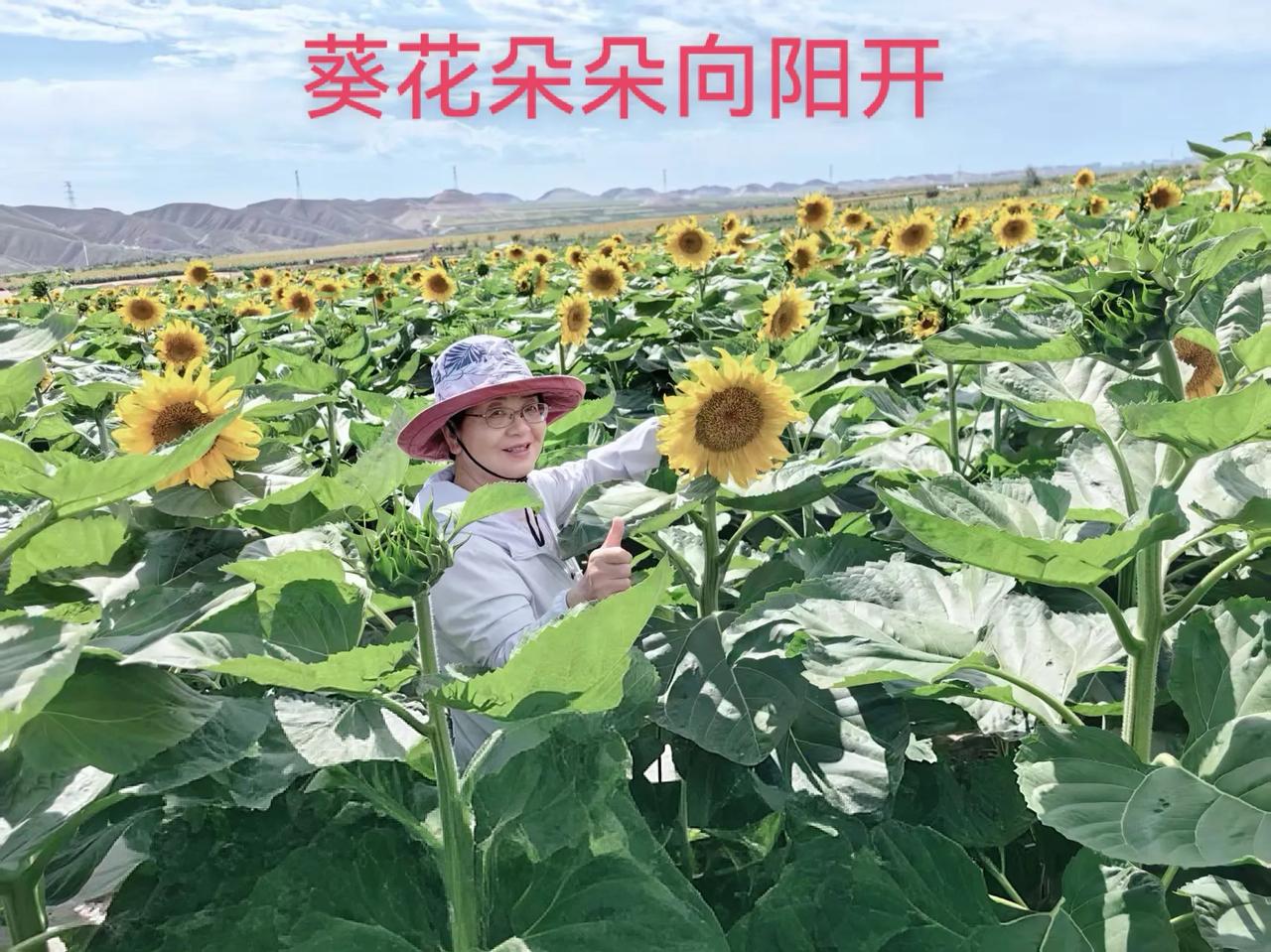 田野里，一大片向日葵迎着阳光挺立。圆圆的花盘高高扬起，金黄的花瓣舒展着，像一张张