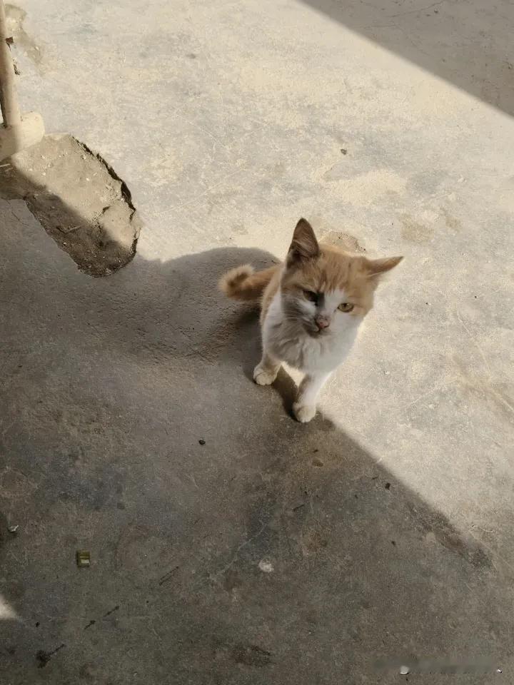这小家伙也太会找地方了，蹲在院子晒透的水泥地上，眼睛半眯着跟没睡醒似的，嘴还张着