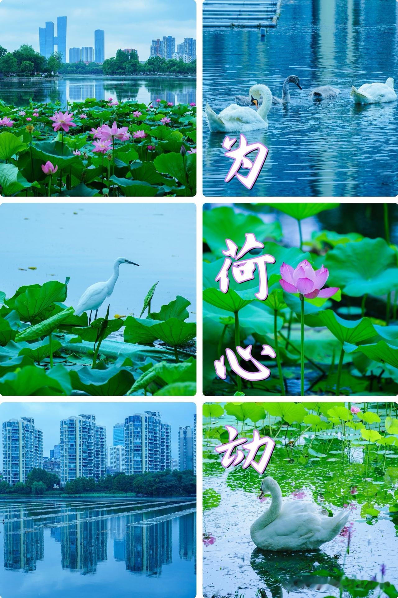 夏日莫愁湖｜平湖铺翠色，城影落荷池

清晨漫步莫愁湖，放眼湖面，铺展一整幅江南夏