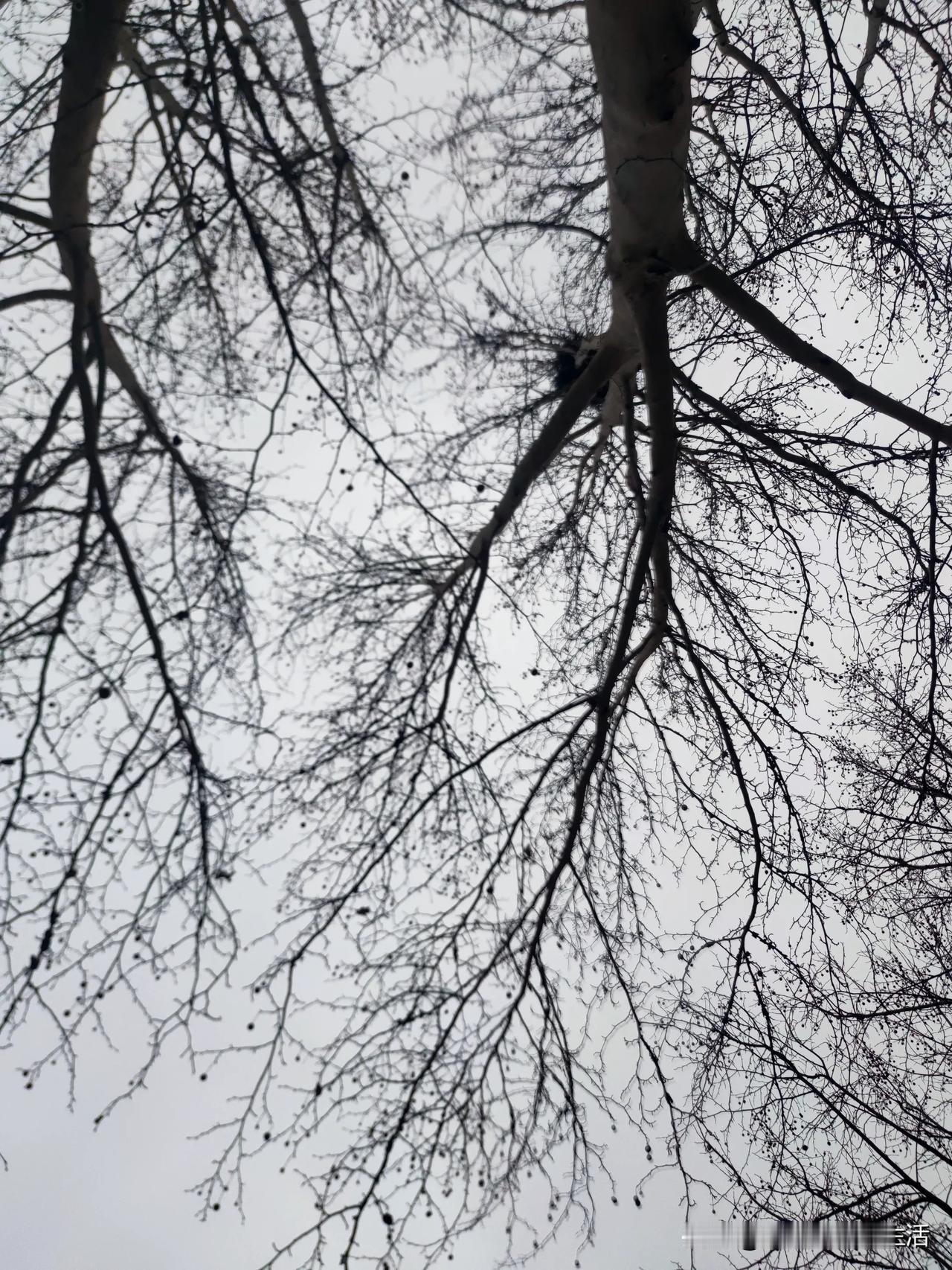 三月初的天还是冷的
阴沉的傍晚，禁不住又落了雨
滴滴答答，湿了冬衣