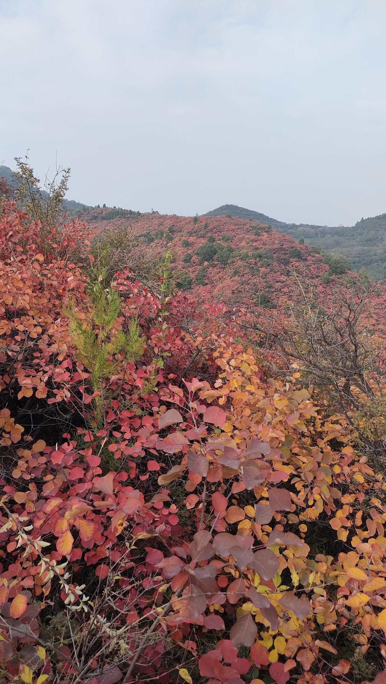 原来堵车才是最佳的营销策略。韩城香山红叶是路越堵人越多，仔细想想和去饭店吃饭一样
