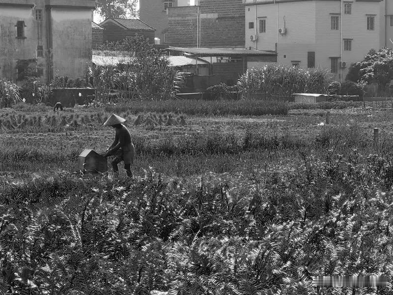农民生活不能一概而论。过去，农民真的苦。秋收割稻谷、搬运粮食，一天下来手起好几个